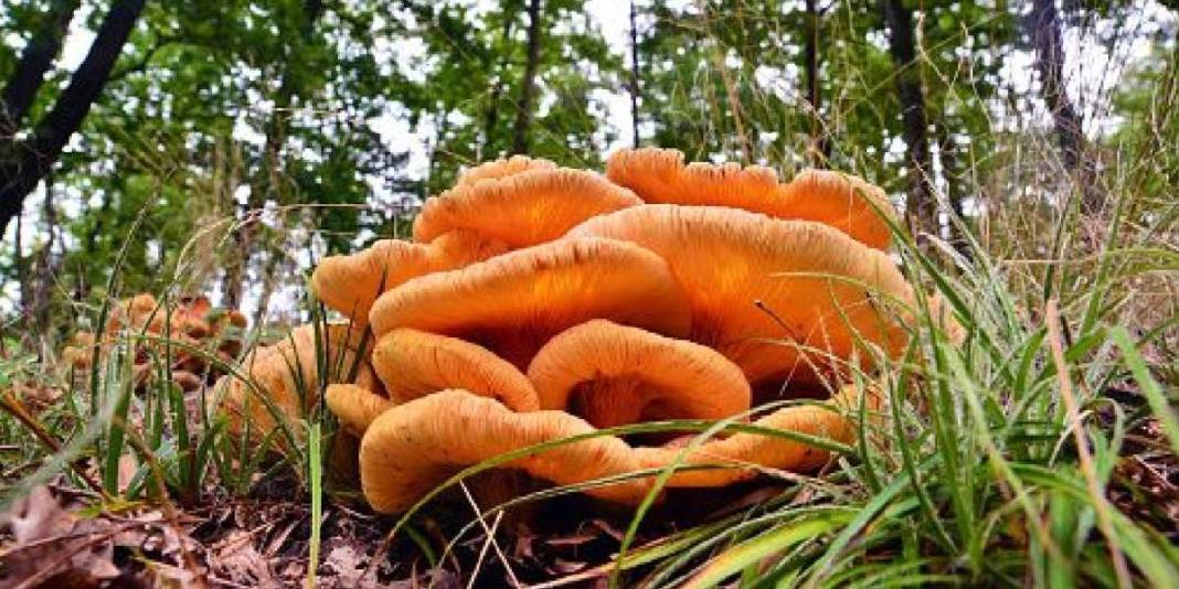 Ormandan mantar toplayanlar dikkat! Türkiye'deki zehirli mantarları ayırt etmenin altın kuralı ortaya çıktı 6